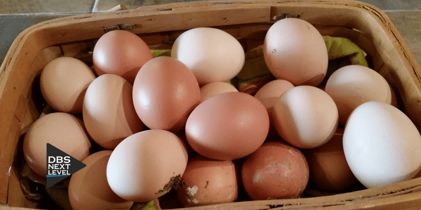 Egg production